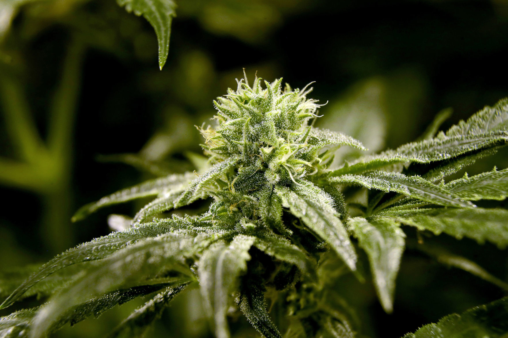 Marijuana and vaping